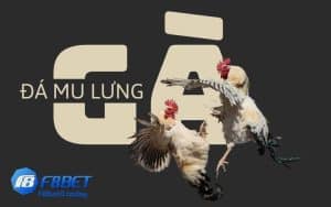 gà đá mu lưng